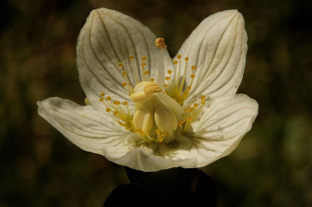 Parnassia palustris